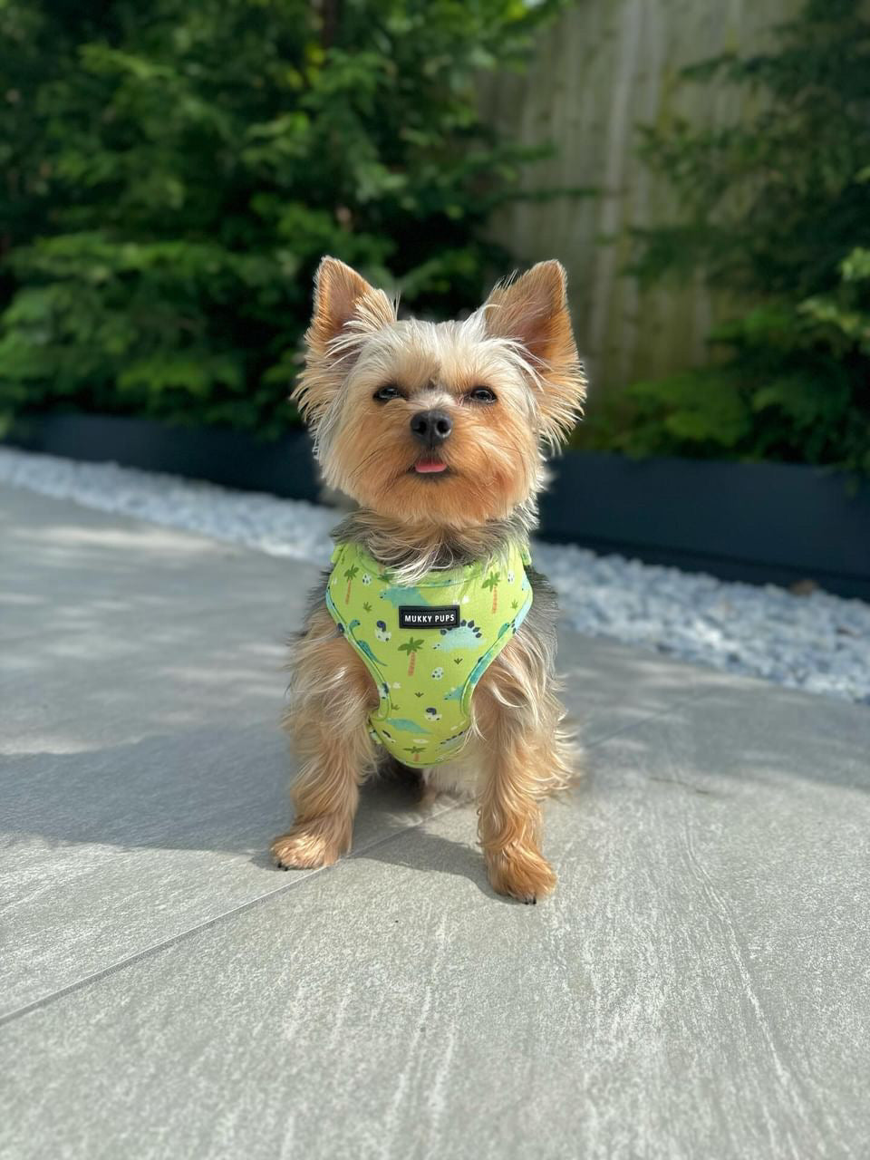 Dino Boy Pups Harness 🦖