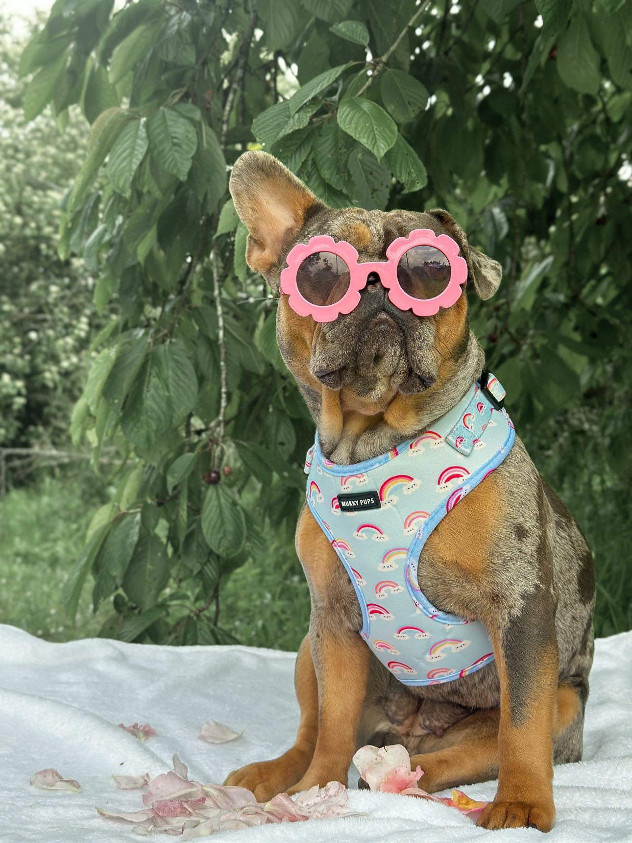 Dreamy Pups Harness 🌈