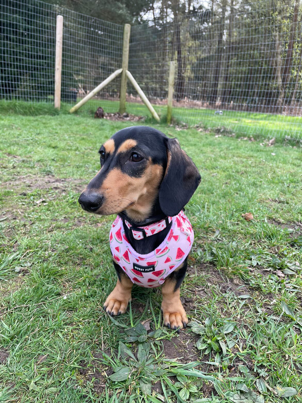 Watermelon Sugar Pups Collar 🍉