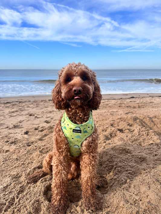 Dino Boy Pups Harness 🦖