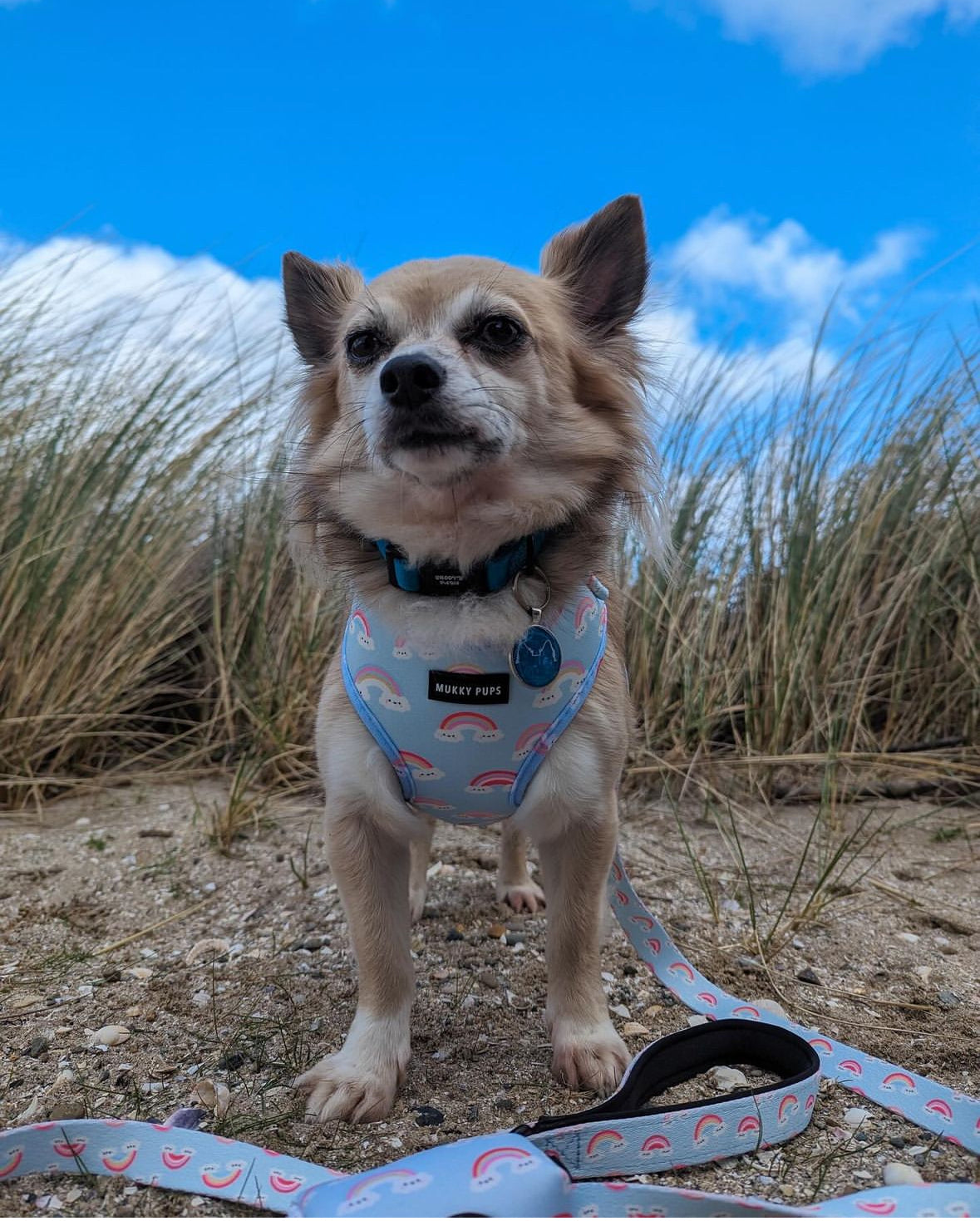 Dreamy Pups Harness 🌈