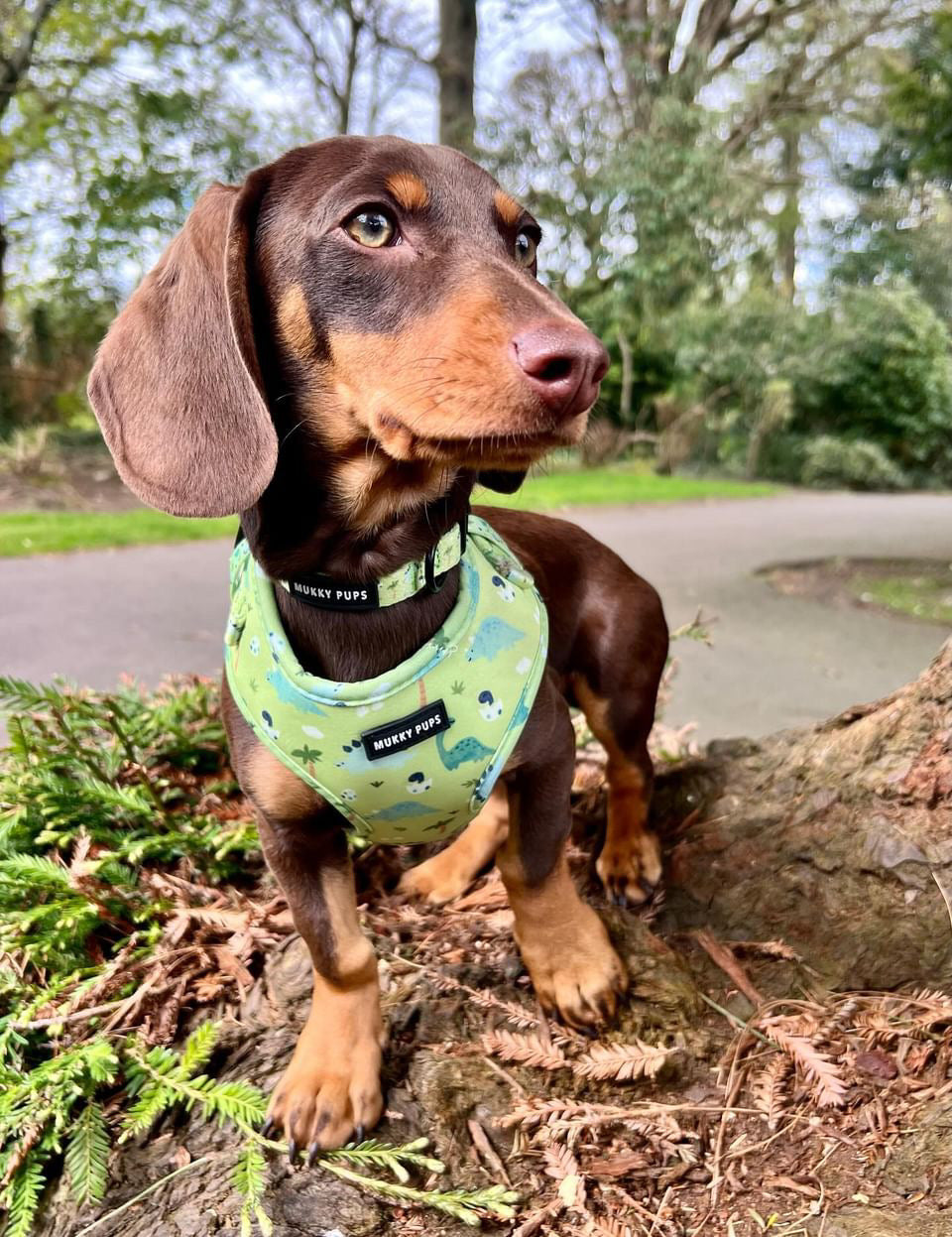 Dino Boy Pups Collar 🦖