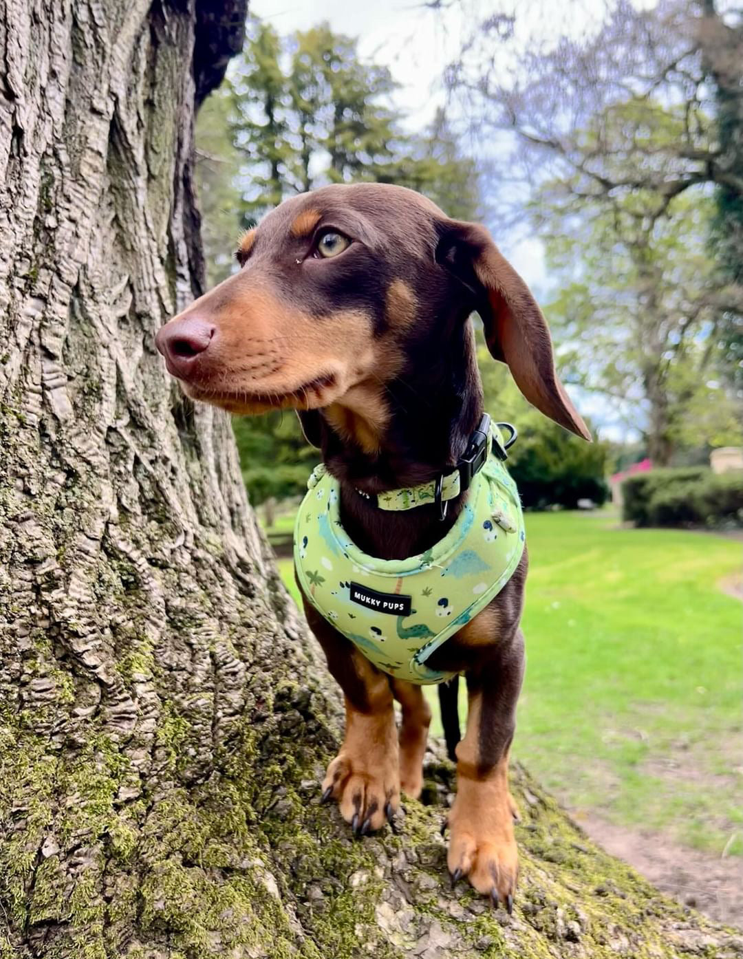 Dino Boy Pups Harness 🦖