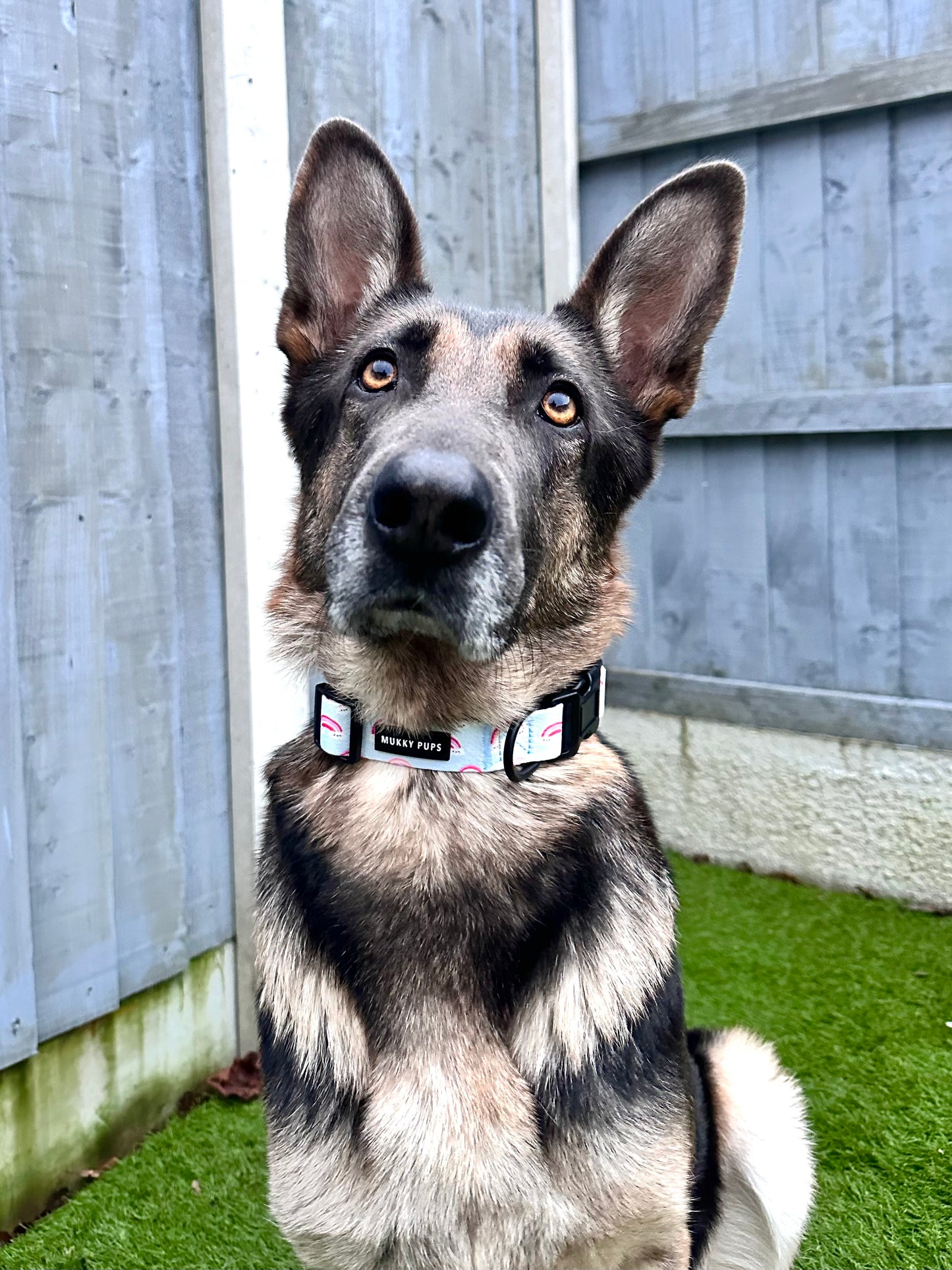 Dreamy Pups Collar 🌈